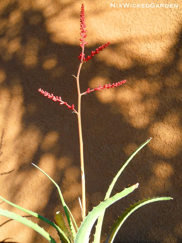 red bloom spike of H. rosea