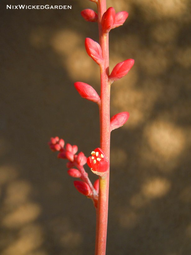 Tiny flower of Hechtia rosea