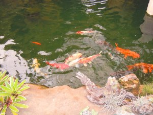 Super-sized Koi in the greenhouse water feature