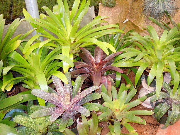 Bromeliads for sale in RFI's greenhouse