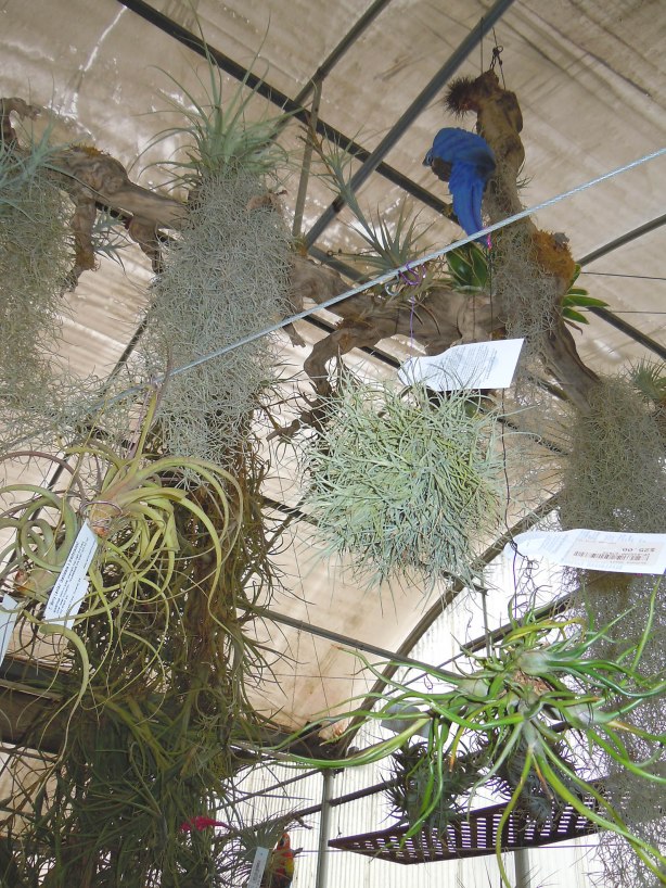 Tillandsia colonies overhead in greenhouse