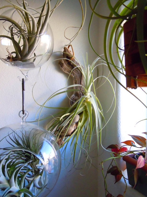 Tillandsia straminea in his spot in my bathroom among his cousins
