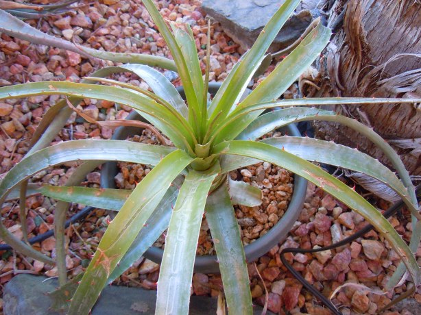 Puya collected in north Huaraz, Peru by Kelly Griffin