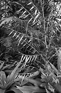 Example of Vriesea philippo-coburgii bloom-stalk