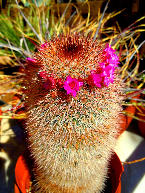 Mammillaria Cactus blooming