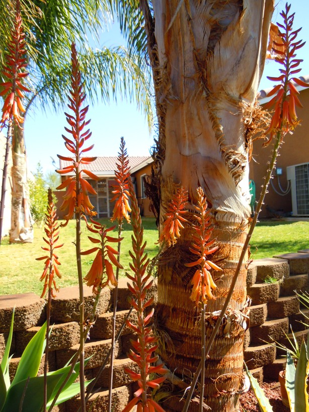 Aloe hybrids in bloom