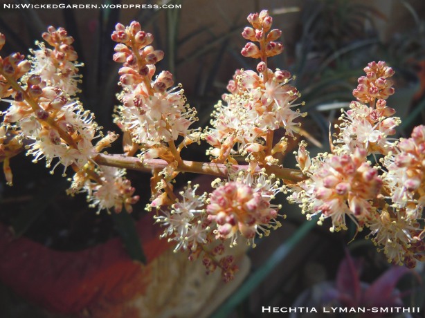 Inflorescence of Hechtia lyman-smithii