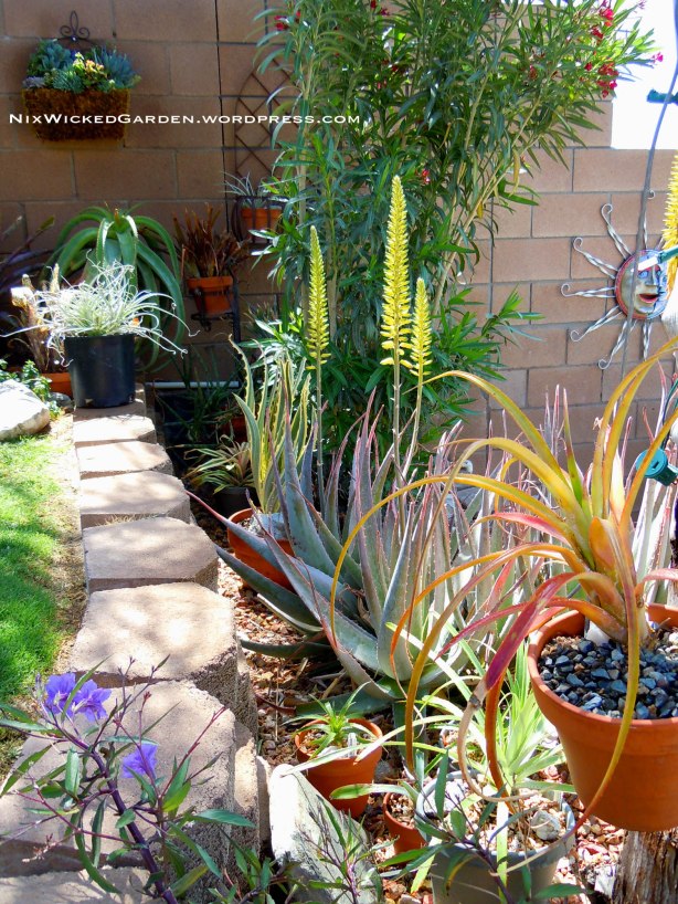 A colorful corner of the garden: Succulents, Aloes, Bromeliads & Mexican petunias