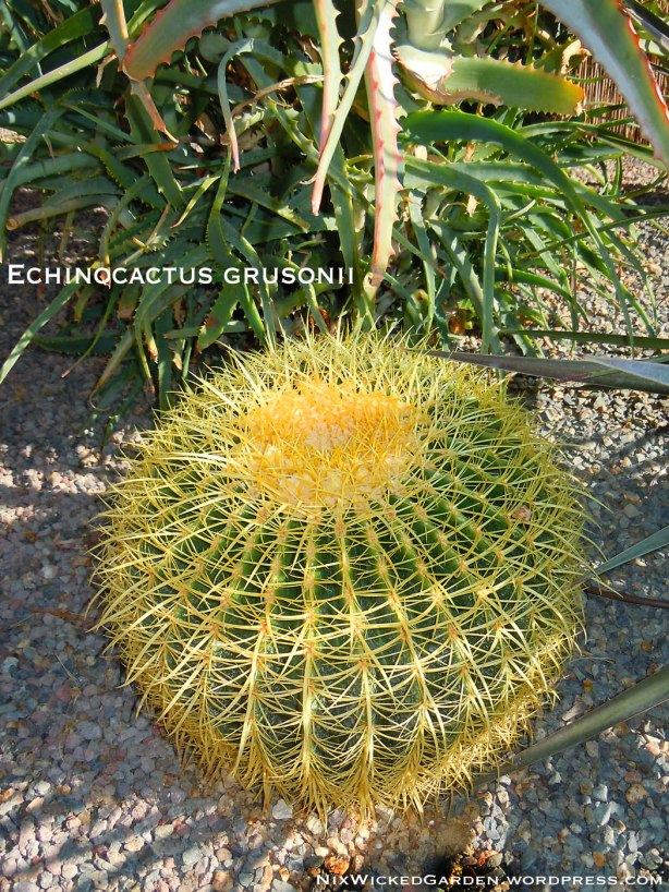 Echinocactus grusonii, commonly called Golden Barrel Cactus