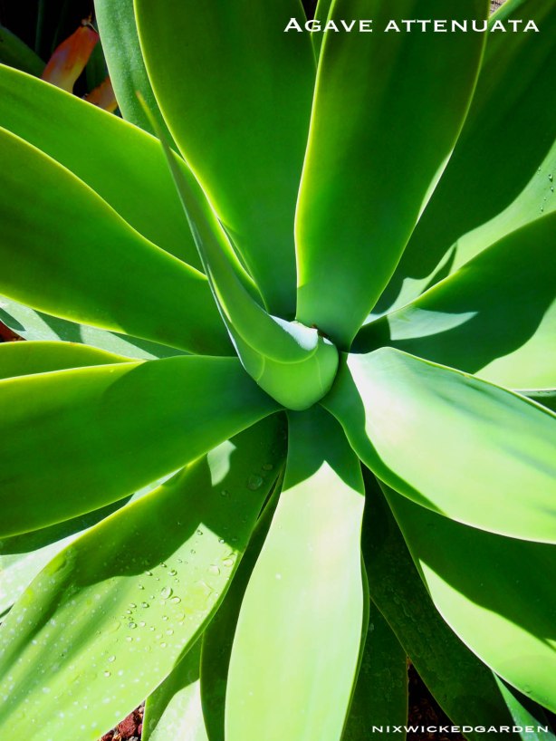 Agave attenuata, aka: Foxtail Agave is a spineless variety of "Century Plant"