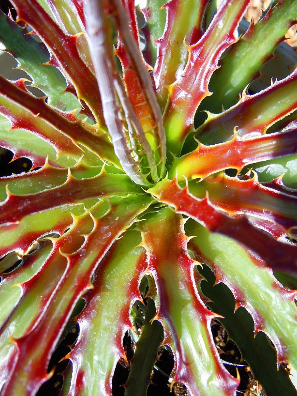 Close-up Detail of Hechtia scariosa