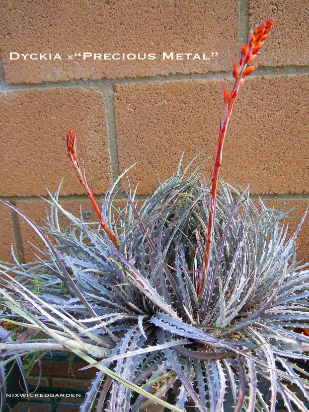 Dyckia x'Precious Metal' in bloom
