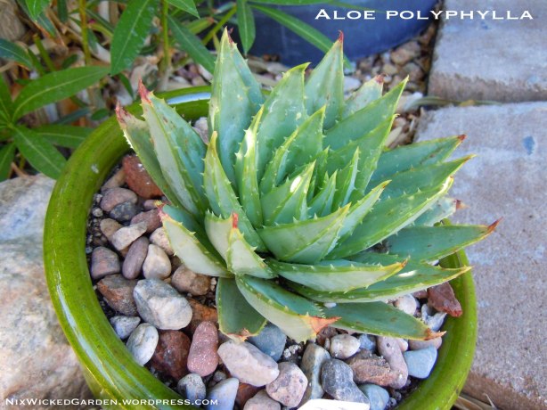 Aloe polyphylla placed at angle in ceramic bowl