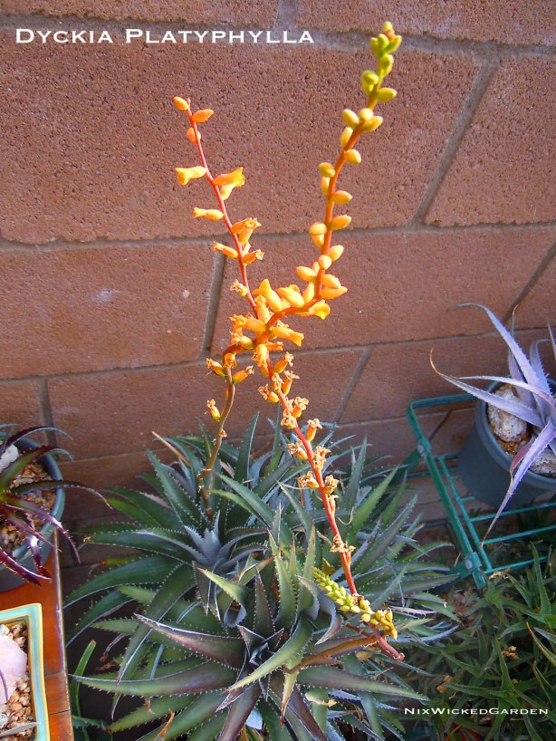 Dyckia Platyphylla in full bloom
