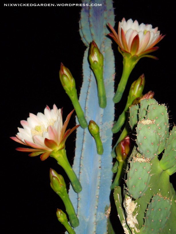 Cereus Peruvianus: Night Blooming Cactus