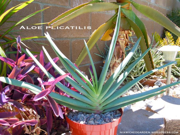 My young Aloe plicatilis 