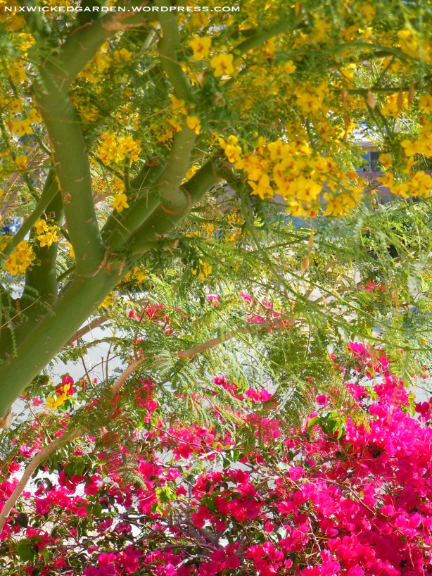 "Desert Museum" Palo Verde hybrid in bloom over day-glow Bouganvillea