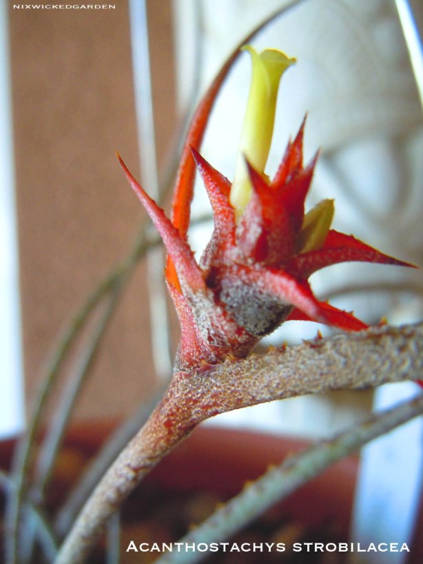 Acanthostachys strobilicea inflorescence & flower