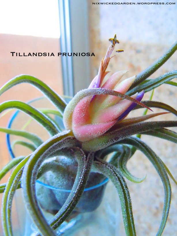 Tillandsia pruniosa in bloom