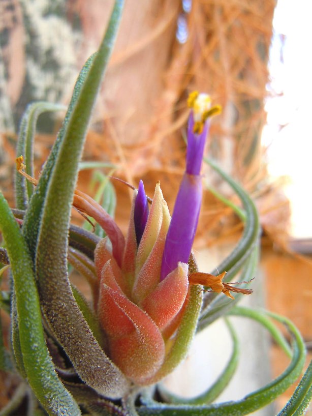 Close-up detail of T. pruniosa flower
