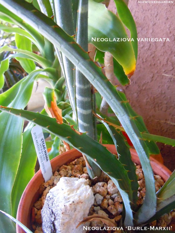 Detail of Neoglaziova variegata (white horizontal banding) & Neoglaziova burle-marxii